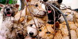 No más comida con perro: Presidente de Corea del Sur pidió romper la tradición de comer carne de canes