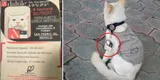 Adoptan a gatito callejero y es ‘contratado’ como seguridad de una empresa