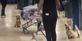 Captan a perrito despidiéndose de los clientes de un supermercado y curiosa reacción es viral