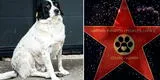 Kupata: el perro callejero que recibió la 'estrella de la fama' por ayudar a infantes a cruzar la pista