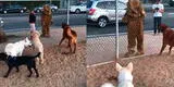 Hombre acude a una guardería canina disfrazado de perro y reacción de las mascotas al verlo es viral