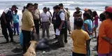 Arequipa: amigos mueren ahogados en la playa