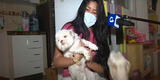 Surco: delincuentes roban casa y golpean a las mascotas para no ser delatados