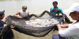 Pesca: conoce todo sobre la actividad económica del Perú