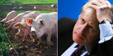 Granjeros exigen a Boris Johnson que tome medidas para evitar que miles de cerdos sanos sean sacrificados