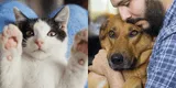 Mascotas: 7 lugares dónde puedes adoptar perros y gatos en Lima