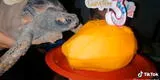 Tortuga cumple tres años de vida y familia le prepara una 'torta' de mango [VIDEO]