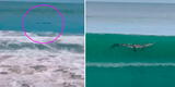 Familia vivió momentos de pánico en la playa al confundir un enorme cocodrilo con un tronco [VIDEO]