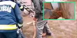Perro es rescatado por bomberos tras atascarse la cabeza en una puerta de fierro [VIDEO]