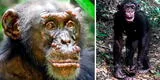 África: científicos detectan lepra por primera vez en chimpancés salvajes