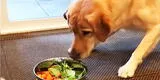 ¿Los perros pueden ser vegetarianos?