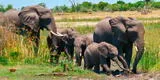 Sudáfrica: Elefante aplasta hasta la muerte a cazador que iba atacar a su manada