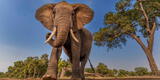 Un elefante embistió y mató a un cazador furtivo que lo acechaba en un parque nacional de Sudáfrica