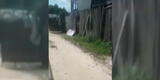 Iquitos: Hormigas pican a bebé abandonado en la vía pública [VIDEO]