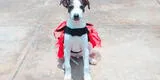 Halloween 2021: realizarán campaña de 'Adopciones perroríficas' en favor de canes rescatados