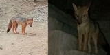 Zorrito ‘Run Run’ escapó de Serfor y no podrá ser llevado al zoológico de Huachipa
