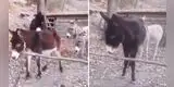 Burro sorprende a sus compañeros por su creativa forma de cruzar la cerca [VIDEO]
