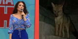 Janet Barboza indignada por caso de zorro Run Run: "No al tráfico de animales"