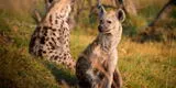 Reportan primer caso de coronavirus en hienas en zoológico de Estados Unidos