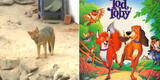 Zorrito 'Run Run' juega con un perro y es comparado con película 'El zorro y el sabueso'