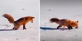 Zorro Run Run: esta es la forma cómo los zorros cazan y devoran a sus presas [VIDEO]