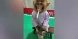 ¡Indignante! Zoológico obliga a un mono bebé a inhalar cigarrillos como 'campaña contra el tabaquismo'