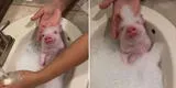 ¡El más feliz! Un cerdito bebé recibe un baño de espuma y su reacción se vuelve viral [VIDEO]