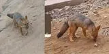 "Ya no quieren que se lo lleven", dueña del zorro Run Run contó que sus vecinos impiden su captura