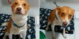 Maltrato animal: perrito busca un hogar tras ser abandonado en veterinaria de Los Olivos