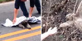 Hombre ayuda a un oso perezoso a cruzar una calle y la reacción del animal se volvió viral