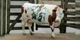 Maltrato animal en Chile: vaca fue golpeada y pintada en favor de candidato presidencial