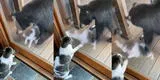 Gato se ‘enfrenta’ a un oso con una particular reacción para evitar que entre a la vivienda de su dueño