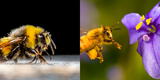 ¿Qué significa soñar con abejas? 7 interpretaciones que te dejarán pensando