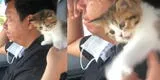 Gatito impide la novia de su dueño lo toque y su curiosa reacción se vuelve viral en redes
