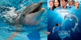 Murió Winter, el único delfín con una prótesis de cola que inspiró la película Dolphin Tale