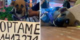 "La dueña no lo quiere": buscan hogar a perrito que fue abandonado en el Parque Kennedy
