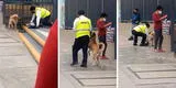 "Más personas así, por favor": captan a guardia alimentando a perrito callejero y enternece redes