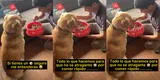 Joven aplasta las croquetas de su perro para que coma y usuarios se sienten identificados  [VIDEO]