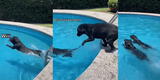 Perros nadadores ‘piden permiso’ para meterse a piscina y curiosa escena es viral [VIDEO]