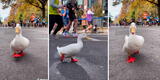 Estados Unidos: Pato se roba el show al meterse en plena maratón de Nueva York