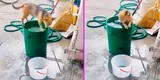 Perrito es captado 'refrescándose' en el balde de agua que recolectó su dueño [VIDEO]