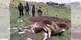 Puno: Rayos matan a un toro y a media docena de alpacas en Nuñoa