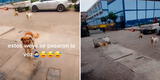 Joven ayudó a un perrito callejero y al día siguiente regresa con sus amigos por comida [VIDEO]