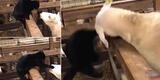 Gato molesta a oveja en su propio corral y termina en el suelo de un cabezazo [VIDEO]