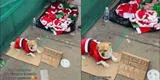 Perrito modela para ayudar a su dueña a vender trajes navideños: "Acepto propina para mi pollo" [VIDEO]