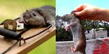 ¿Qué significa soñar con ratas voladoras?