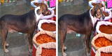 Comerciante permite que perrito callejero hambriento coma de su mercadería y escena conmueve [FOTO]