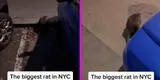 Transeúnte capta gigantesca rata en Nueva York y la insólita escena se hace viral [VIDEO]