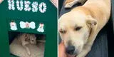 Policías rescatan a tres perritos y les construyen su casita: ¡Tendrán un hogar en esta Navidad! [VIDEO]