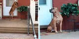 Perrito toca la puerta de su casa sin imaginar que sus dueños lo habían abandonado